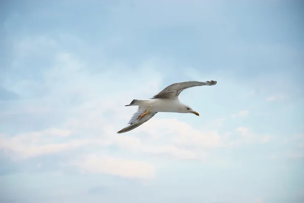 Seagul against a beautiful sky with clouds — Stock Photo, Image