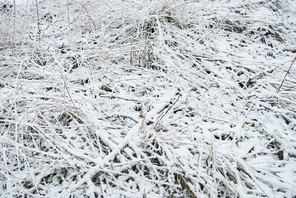 Konsistens av en gräs under snön — Stockfoto