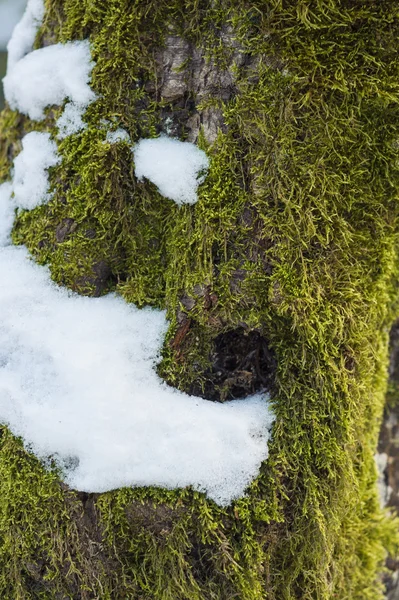 Digitalt förändrad smidig konsistens mossig bark på regnskogen tre — Stockfoto