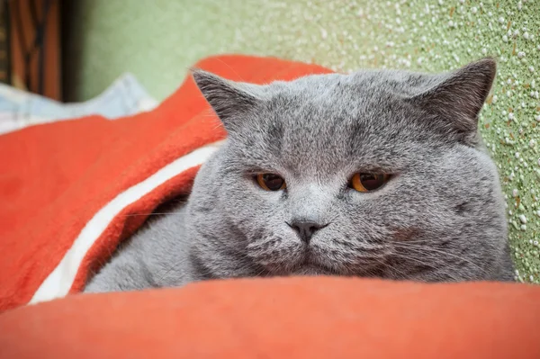 British cat relaxing on the couch — Stock Photo, Image