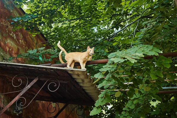 Red cats on the roof — Stock Photo, Image