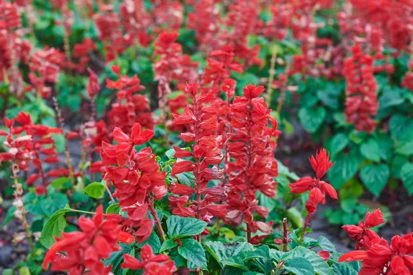 Bellissimi fiori rossi salvia — Foto Stock