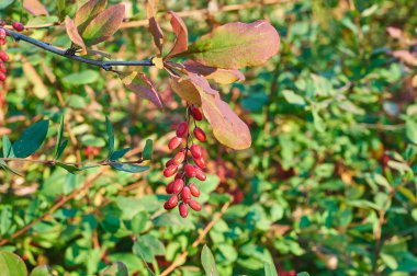 Kırmızı kızamık meyveleri ağaç üzerinde