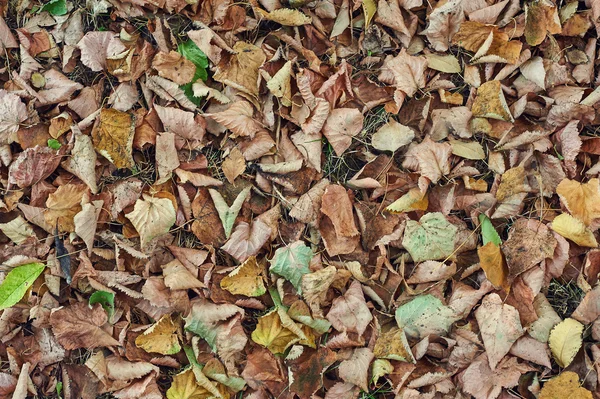 Fallen leaves — Stock Photo, Image