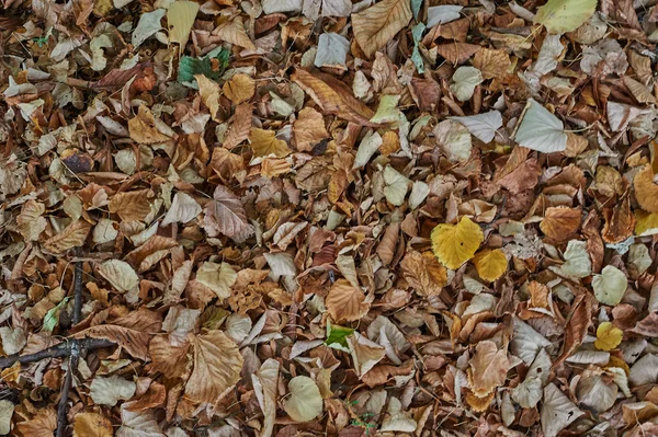 Nedfallna löv — Stockfoto
