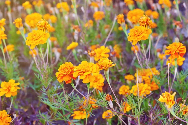 Oranje marigold bloemen — Stockfoto