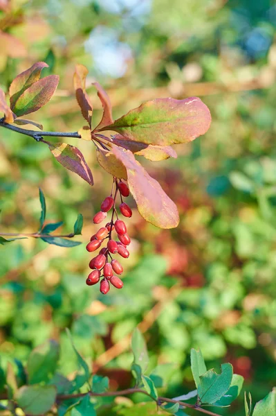 Red barberry berries on the tree — Stock Photo, Image