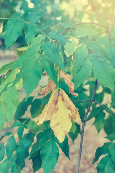 Gula och gröna blad på gren — Stockfoto