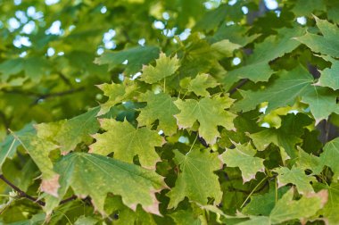 Yeşil sonbaharda akçaağaç yaprakları