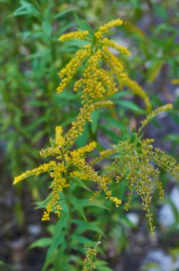 Güzel sarı altın başak çiçek çiçeklenme