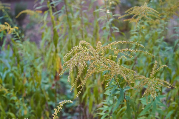 Beautiful yellow goldenrod flowers blooming — Stock Photo, Image