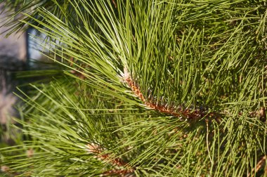 yeşil çam ağacı.