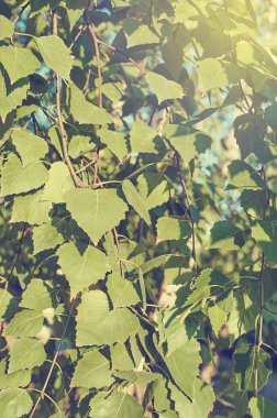 Huş ağacı yaprakları yeşil yakın çekim