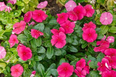 renkli Petunya çiçek