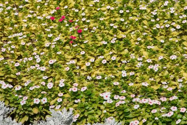 Beyaz Petunya çiçek