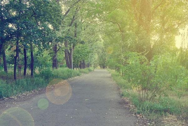 Pasarela peatonal para el ejercicio alineado con hermoso tre alto — Foto de Stock