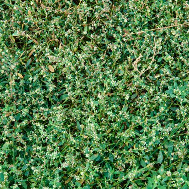 yeşil çim dokusu ile çiçekler