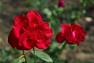 Bahçedeki şubede kırmızı gül