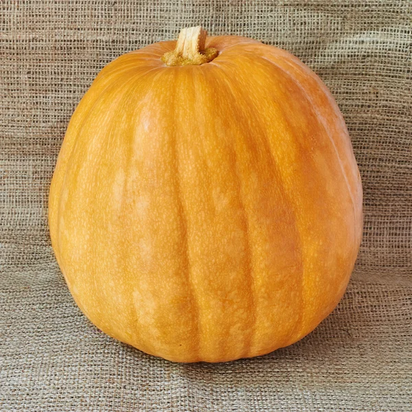 Autumn pumpkin on a burlap in a rustic style — Stock fotografie