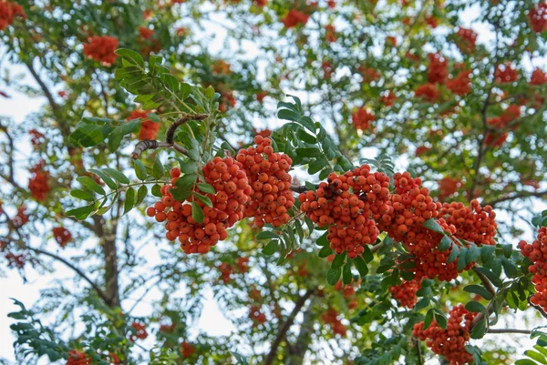 Vogelbeeren — Stockfoto