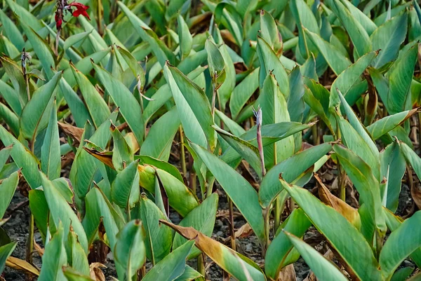 Hierba verde — Foto de Stock