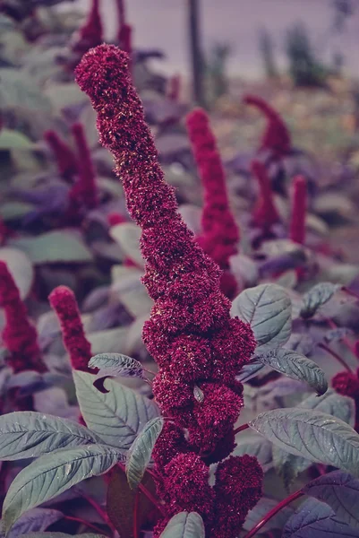 Bourgogne amaranth — Stockfoto