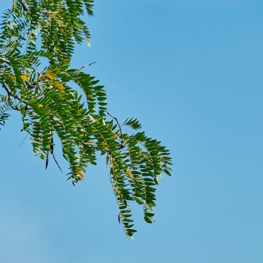Gökyüzüne karşı yeşil yapraklar