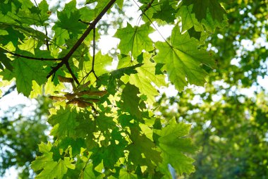 Gökyüzüne karşı yeşil yapraklar