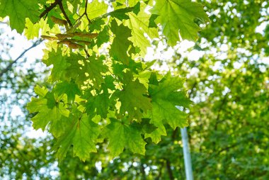 Gökyüzüne karşı yeşil yapraklar