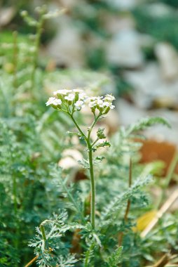 Maydanoz çiçekler tam Bloom
