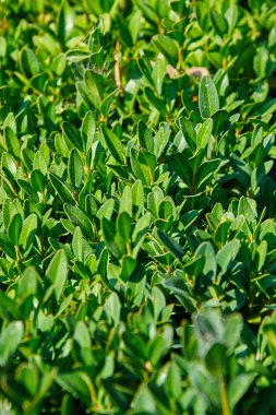 yaprak yeşil arka plan