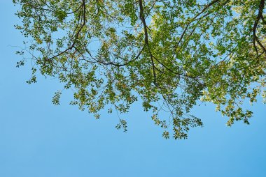Gökyüzüne karşı yeşil yapraklar