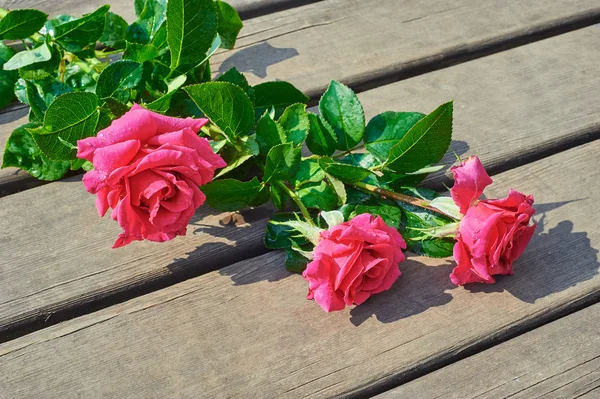 Ροζ τριαντάφυλλα λουλουδιών — Φωτογραφία Αρχείου