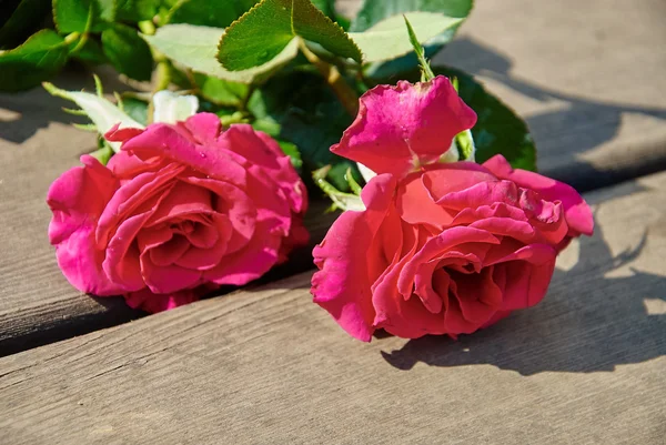 Pink roses flowers — Stock Photo, Image