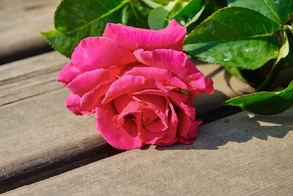 Rosa rosas flores — Foto de Stock