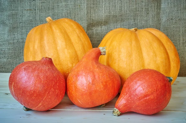 Zucche di autunno rosse e arancioni su uno sfondo di legno in un rusti — Foto Stock