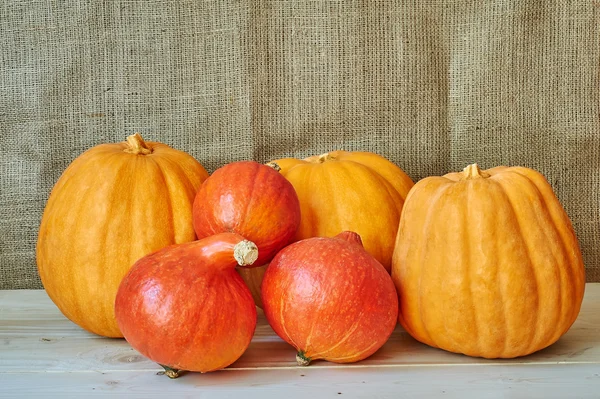 Zucche d'autunno rosse e arancioni in stile rustico — Foto Stock