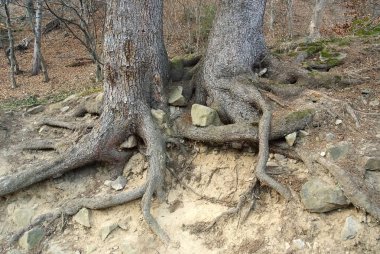 Eski ağacın kökleri