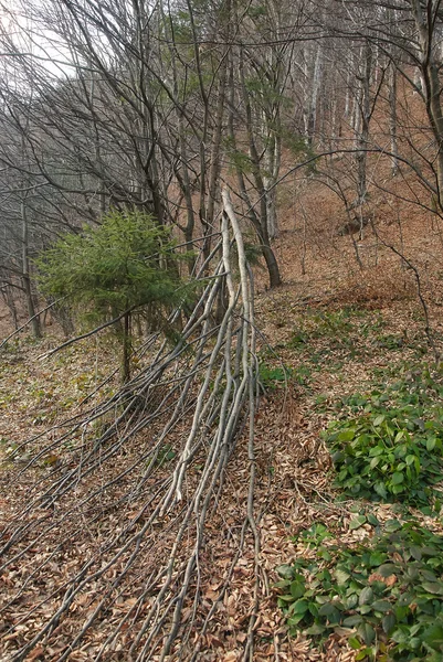 森で倒れた枝を損傷 — ストック写真