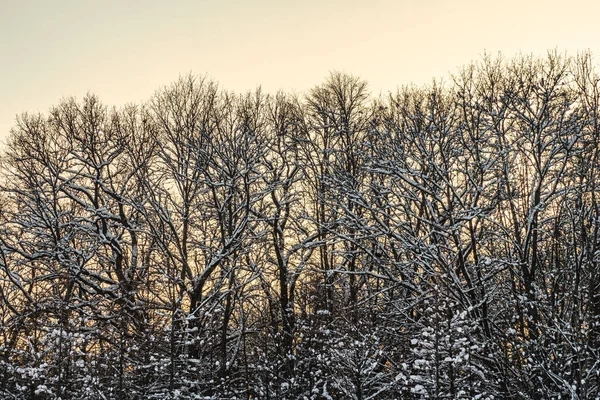 Trees Covered with White Frost on Foggy Sky Background