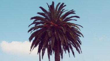 Palm Spring cennette