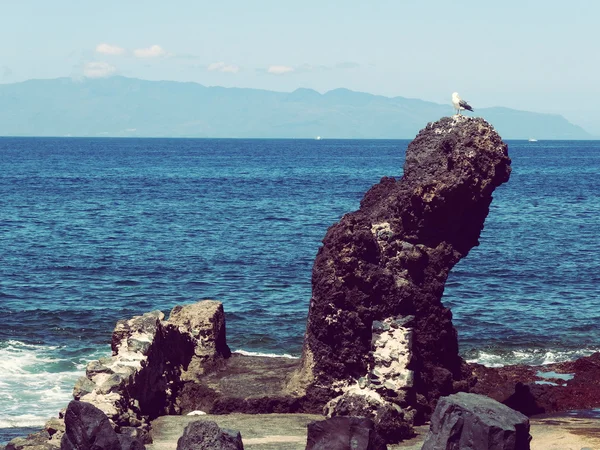 Tenerife İspanya kuş gözlemciliği — Stok fotoğraf