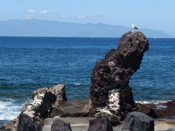 Tenerife España Observación de aves —  Fotos de Stock