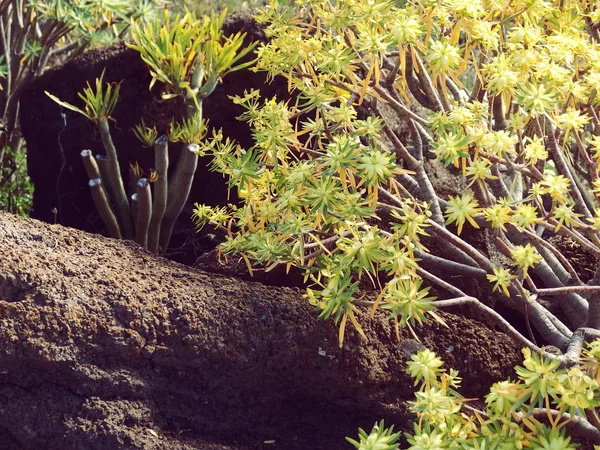 La Gomera Kanári-szigeteki növényzet — Stock Fotó