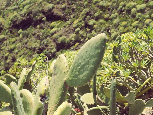 Kaktus auf La Gomera Spanien — Stockfoto