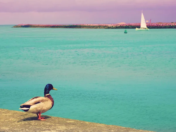 Canard regardant la mer — Photo