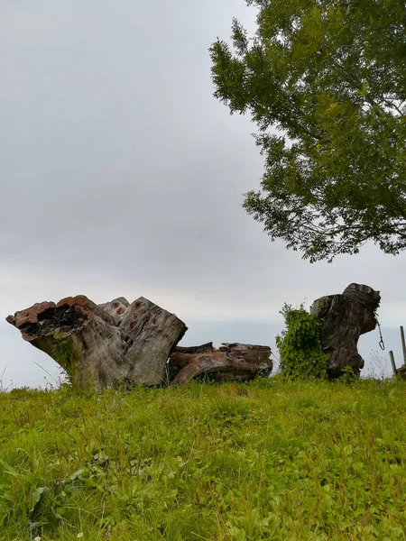 Escena Las Estaciones Naturaleza Medida Que Pasa Tiempo Adiós — Foto de Stock