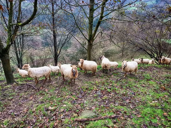 Ovejas Que Comen Hierba Las Montañas Del País Vasco Norte — Foto de Stock