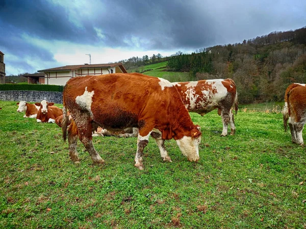 Kühe Auf Einer Wiese Mit Grünem Gras — Stockfoto
