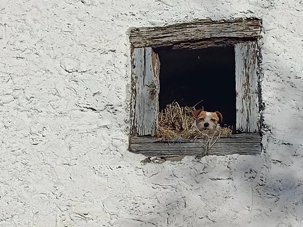 Hund Fenster Beobachtet Sie — Stockfoto